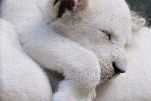 Чотири білі левча народилася в сафарі парку крим Чотири білі левча народилася в сафарі парку крим